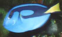 Blue Surgeon